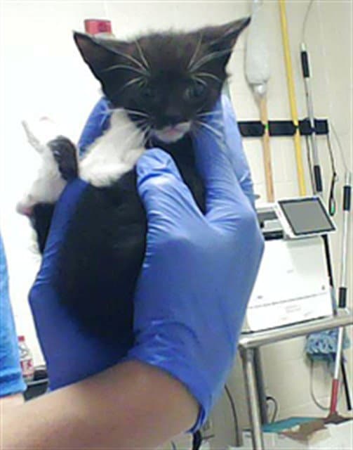 Mileena - Domestic Short Hair