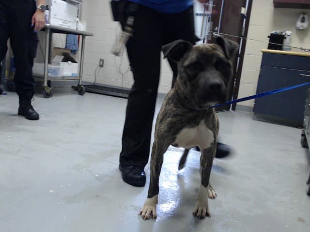 Tiger - Pit Bull Terrier