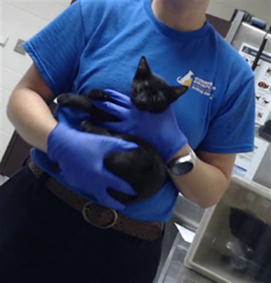 Dean - Domestic Short Hair