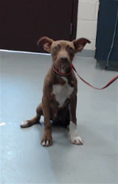 Gustavo - Pit Bull Terrier