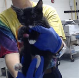 Shinx image 1