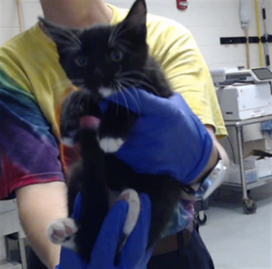 Shinx - Domestic Short Hair