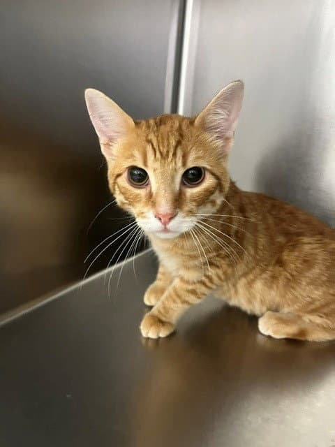 Bernie - Domestic Short Hair