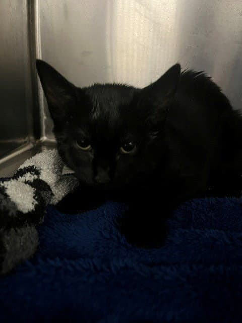 Mandy - Domestic Short Hair