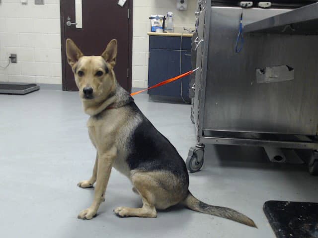 Cairo - German Shepherd Dog