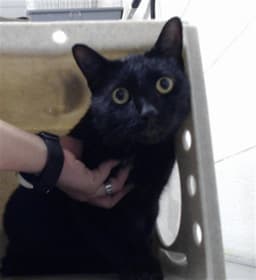 Salem image 1