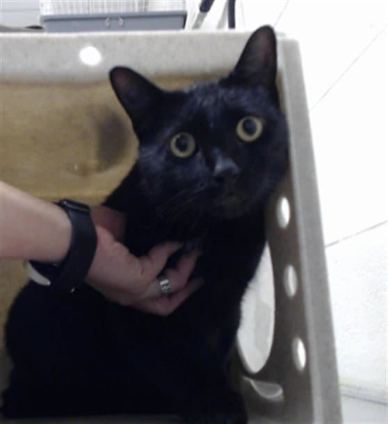 Salem - Domestic Short Hair
