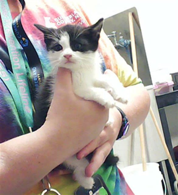 Oswald - Domestic Short Hair