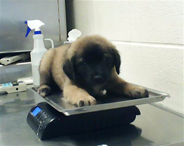 Esme Cullen - Labrador Retriever