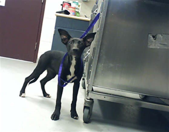 Lily - Belgian Shepherd Malinois