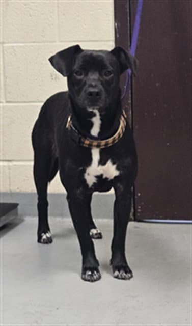 Cammie - Pit Bull Terrier