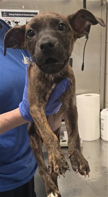 Star - Pit Bull Terrier