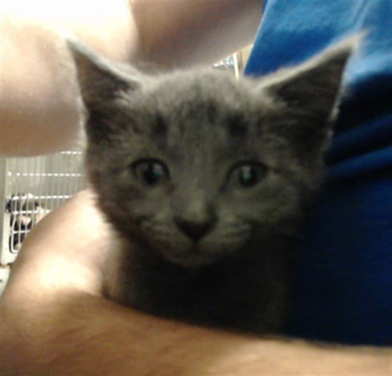 Unknown - Domestic Short Hair