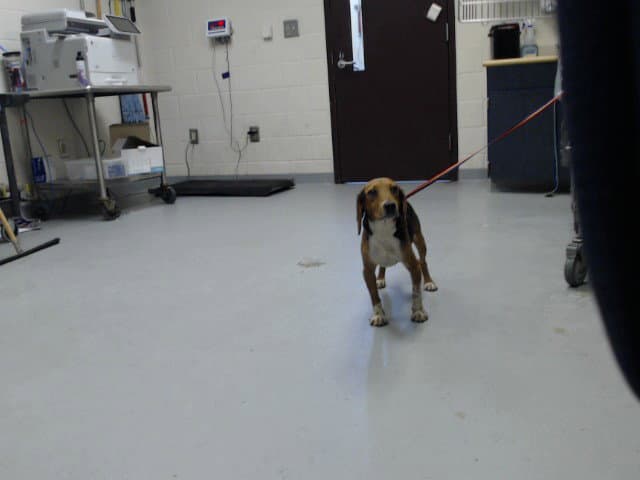 Unknown - Beagle