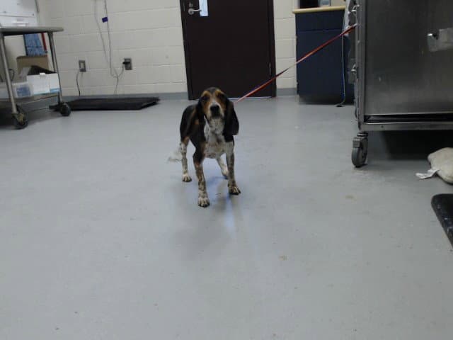 Unknown - Beagle