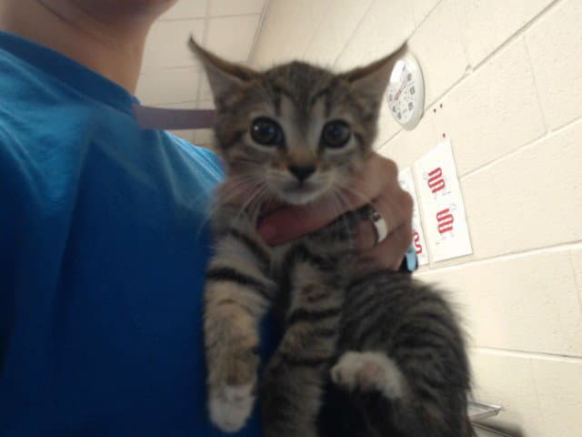 Unknown - Domestic Short Hair