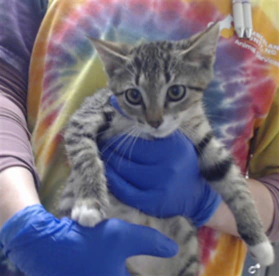 Unknown - Domestic Short Hair