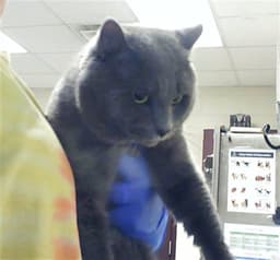 Jinx image 1