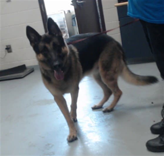 Oliver - German Shepherd Dog