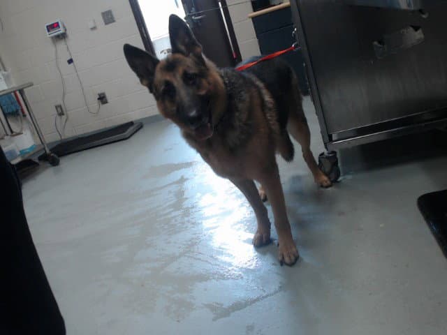 Oscar - German Shepherd Dog