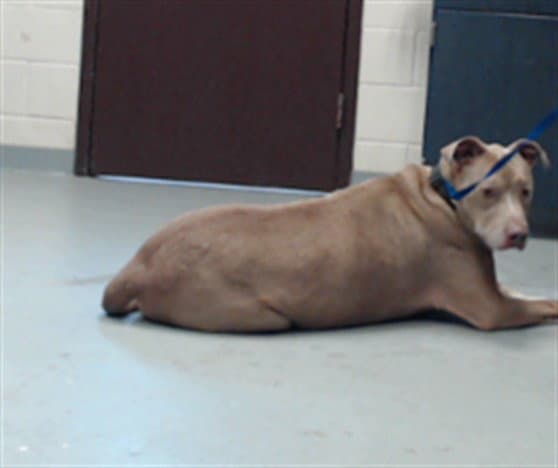 Blue - Pit Bull Terrier