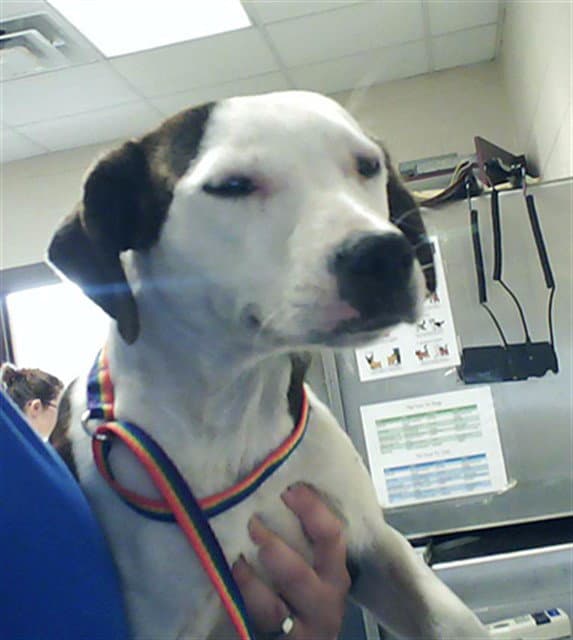 Willow - Pit Bull Terrier