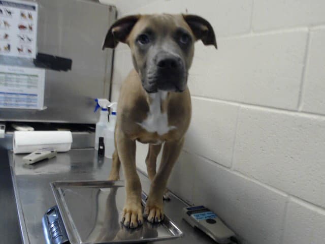Dozer - Pit Bull Terrier
