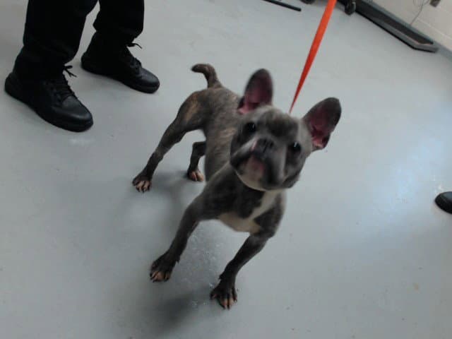 Unknown - French Bulldog