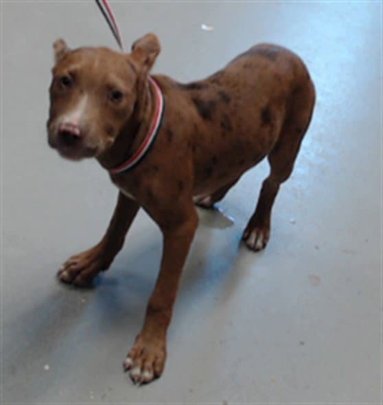 Madam Moose Tracks - Catahoula Leopard Dog