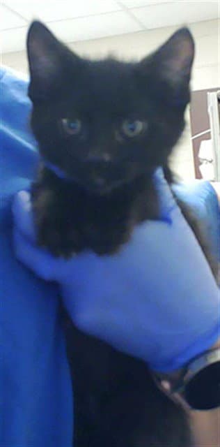 Ninja - Domestic Short Hair