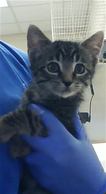 Stormy - Domestic Short Hair