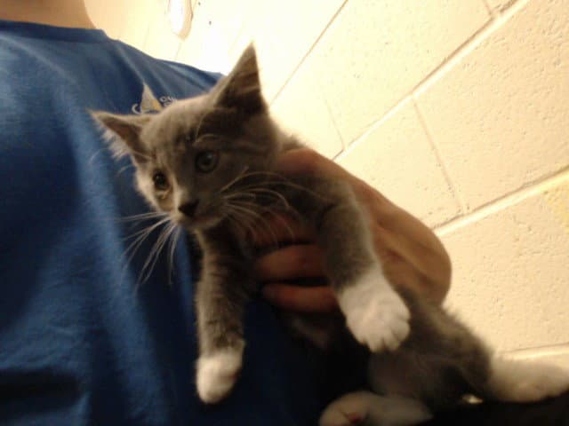 Unknown - Domestic Short Hair
