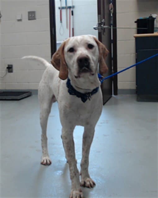 Jethro - English Setter