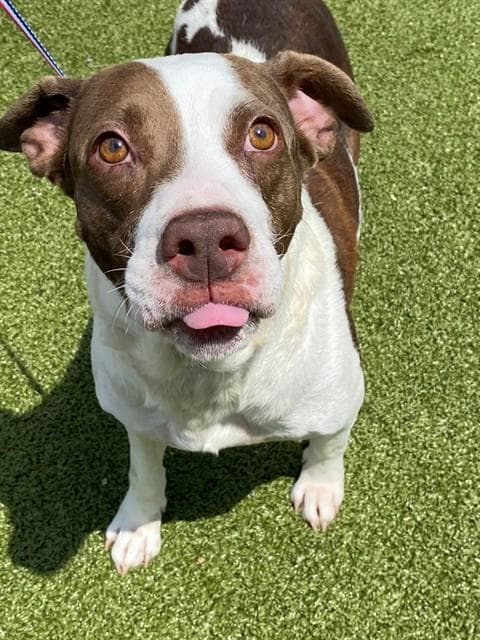 Katie - Pit Bull Terrier