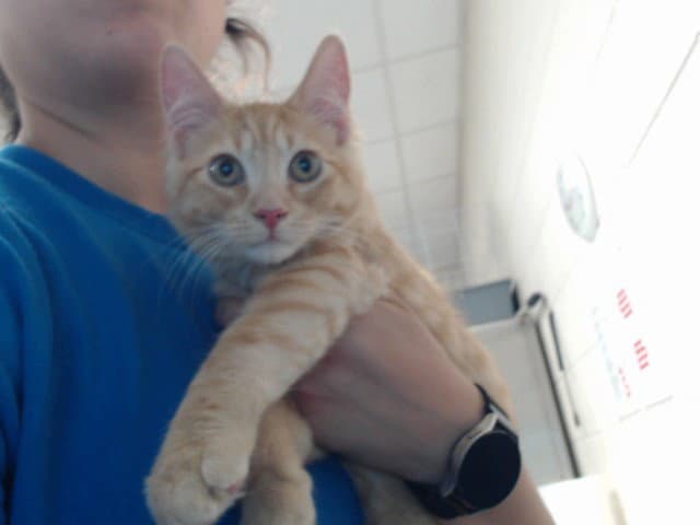 Garfield - Domestic Medium Hair