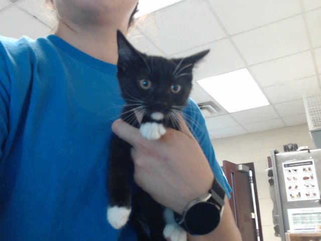 Slyveon - Domestic Short Hair