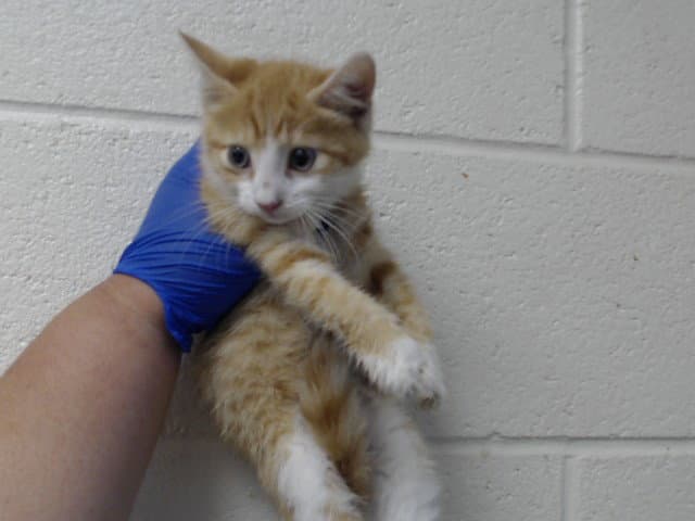 Ace - Domestic Short Hair