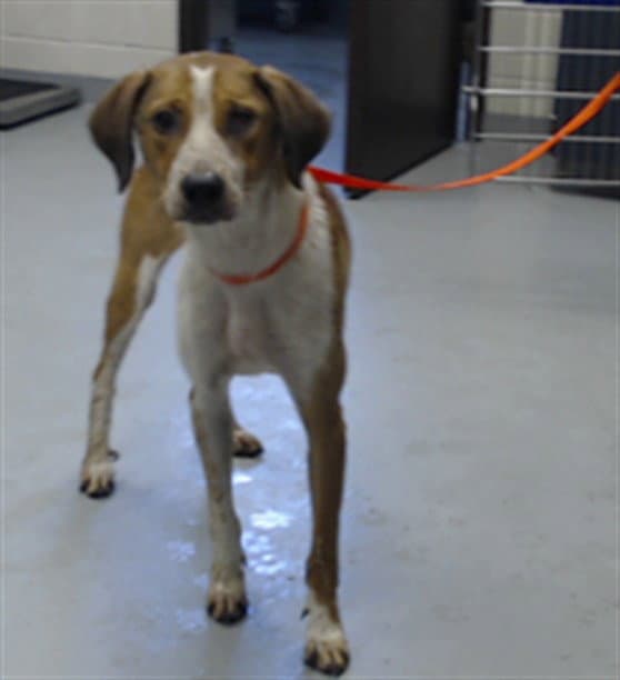 Timmy - Labrador Retriever