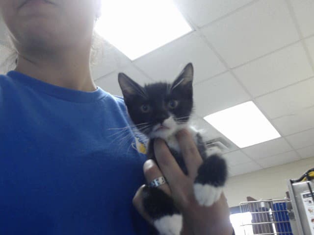 Unknown - Domestic Short Hair