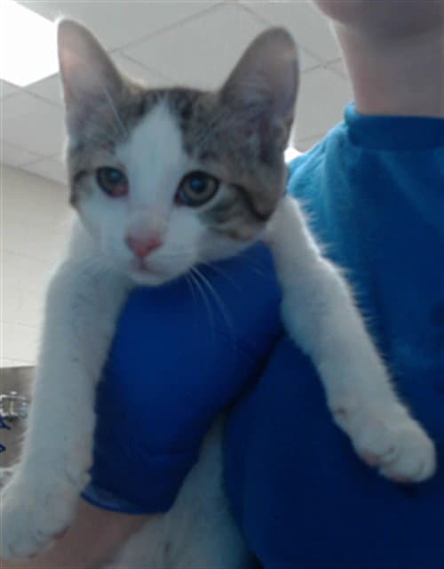 Unknown - Domestic Short Hair