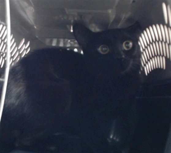 Twilight - Domestic Short Hair
