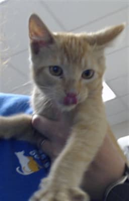 Loki image 1