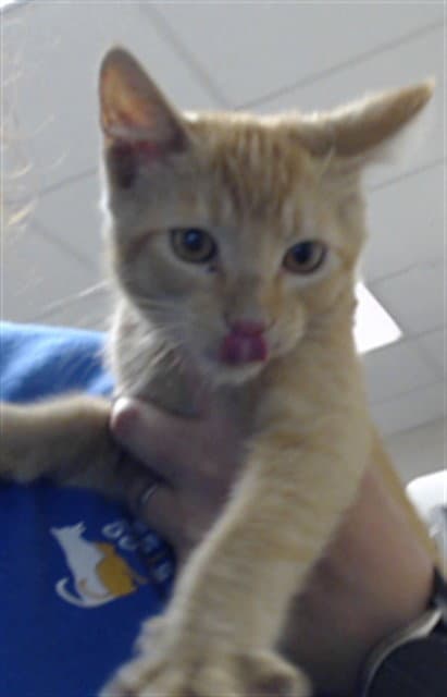 Loki - Domestic Short Hair