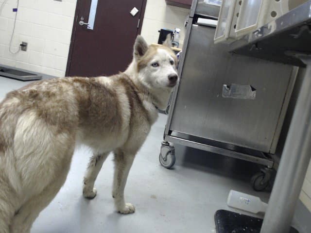 Vylet - Siberian Husky