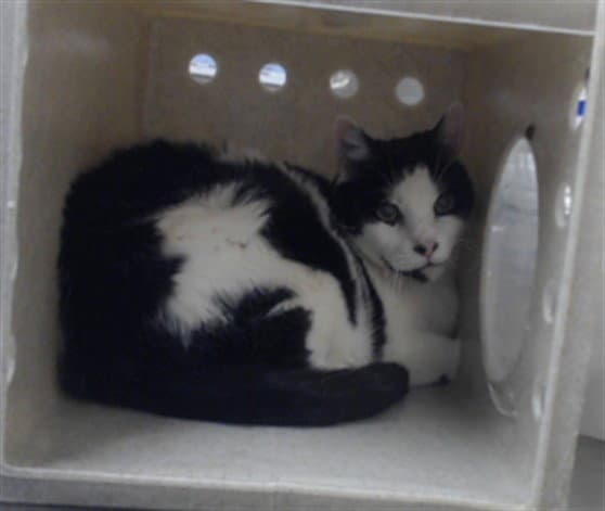 Pepper - Domestic Short Hair