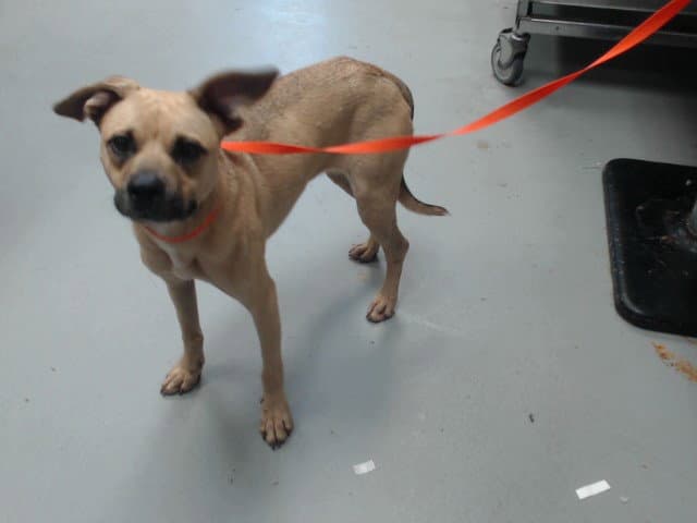 Unknown - Labrador Retriever