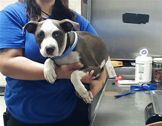 Nemo - Pit Bull Terrier