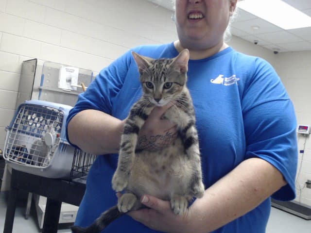 Ray - Domestic Short Hair