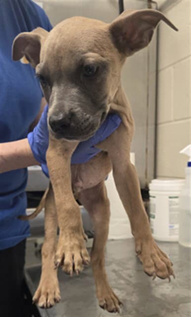 Moby - Pit Bull Terrier