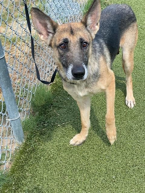Zella - German Shepherd Dog